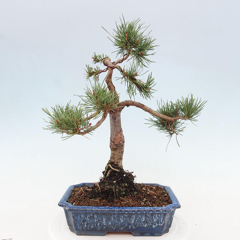 Venkovní bonsai - Pinus Sylvestris Watererri - Borovice lesní