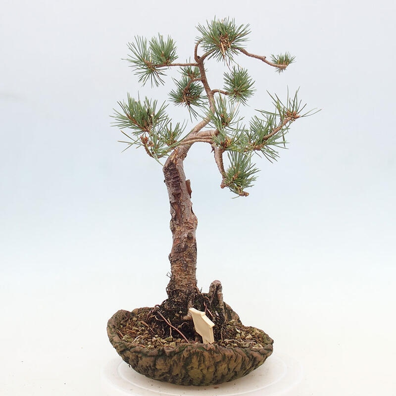 Venkovní bonsai - Pinus Sylvestris Watererri - Borovice lesní