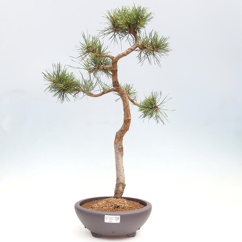 Venkovní bonsai - Pinus Sylvestris Watererri - Borovice lesní