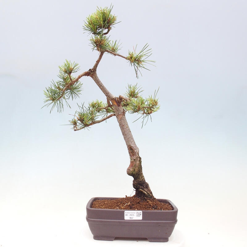 Venkovní bonsai - Pinus Sylvestris Watererri - Borovice lesní