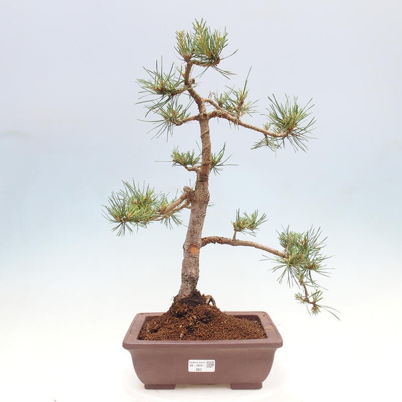 Venkovní bonsai - Pinus Sylvestris Watererri - Borovice lesní