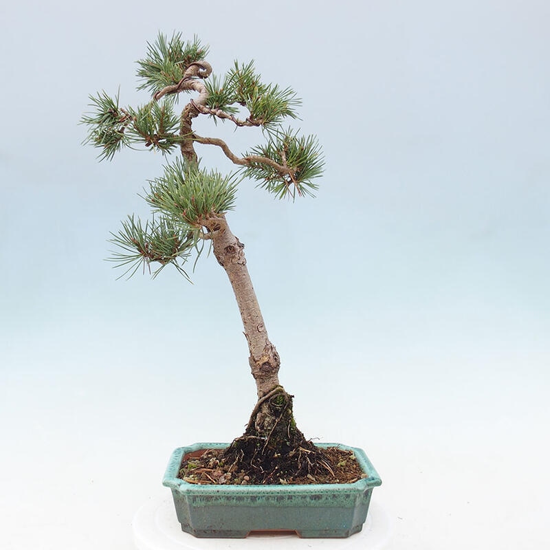 Venkovní bonsai - Pinus Sylvestris Watererri - Borovice lesní