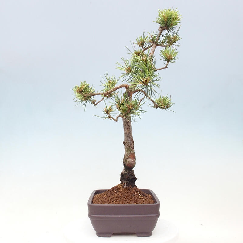 Venkovní bonsai - Pinus Sylvestris Watererri - Borovice lesní