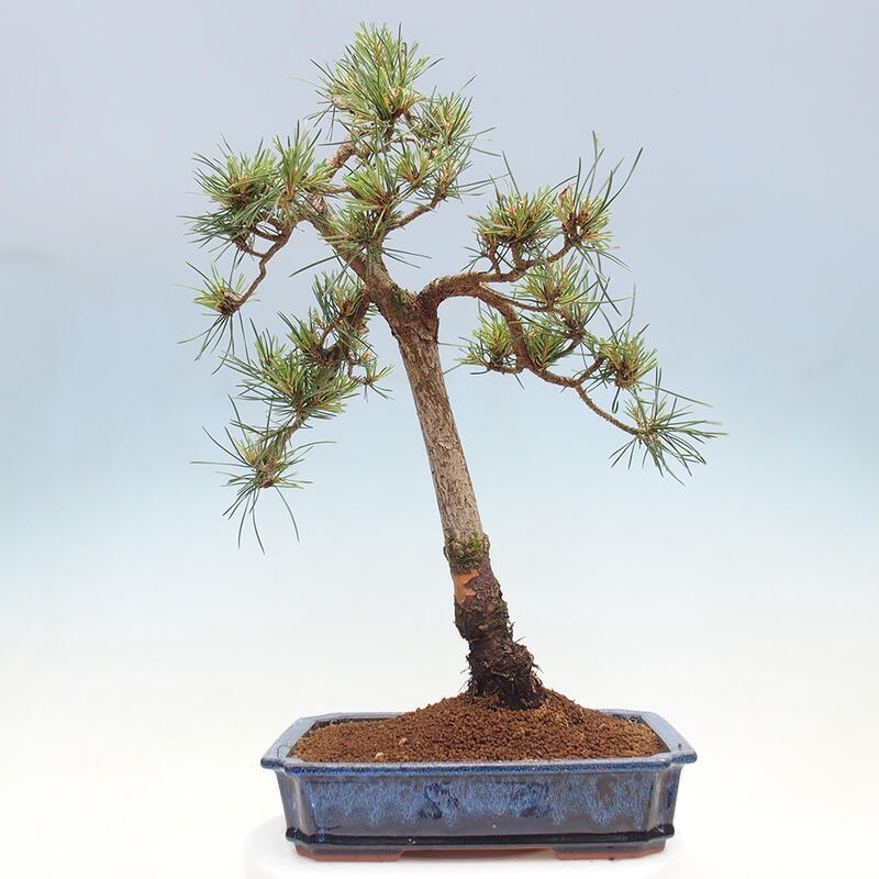 Venkovní bonsai - Pinus Sylvestris Watererri - Borovice lesní