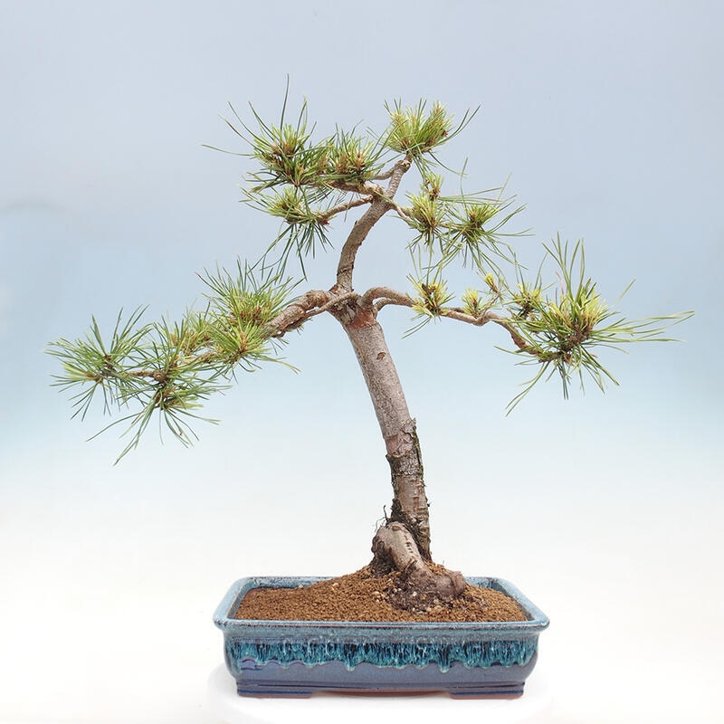 Venkovní bonsai - Pinus Sylvestris Watererri - Borovice lesní