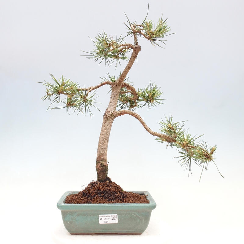 Venkovní bonsai - Pinus Sylvestris Watererri - Borovice lesní