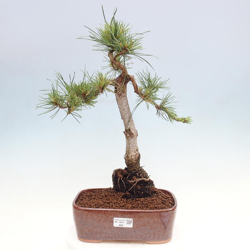 Venkovní bonsai - Pinus Sylvestris Watererri - Borovice lesní