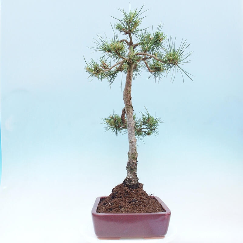 Venkovní bonsai - Pinus Sylvestris Watererri - Borovice lesní