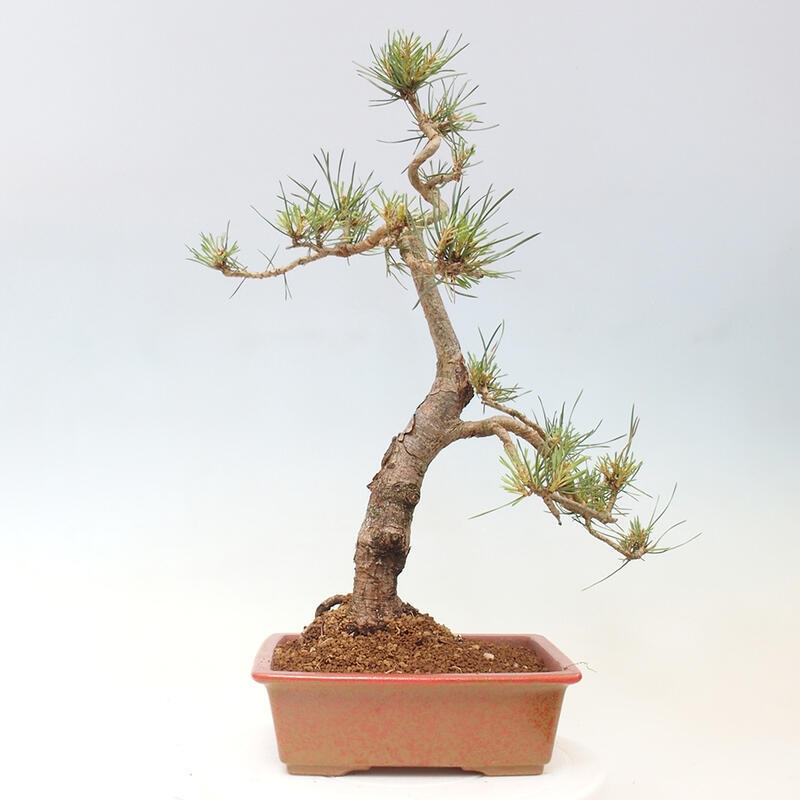 Venkovní bonsai - Pinus Sylvestris Watererri - Borovice lesní