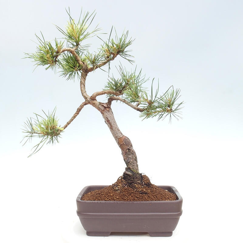 Venkovní bonsai - Pinus Sylvestris Watererri - Borovice lesní