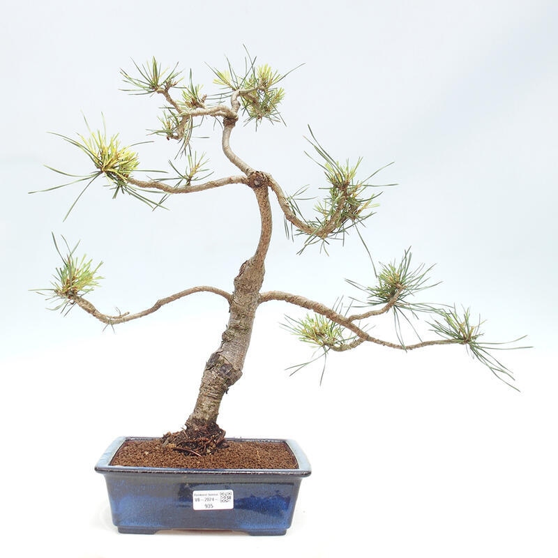 Venkovní bonsai - Pinus Sylvestris Watererri - Borovice lesní