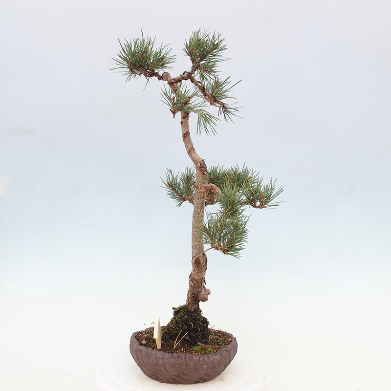 Venkovní bonsai - Pinus Sylvestris Watererri - Borovice lesní