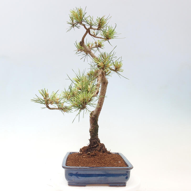 Venkovní bonsai - Pinus Sylvestris Watererri - Borovice lesní