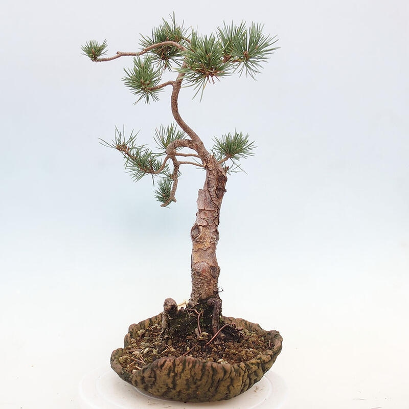 Venkovní bonsai - Pinus Sylvestris Watererri - Borovice lesní