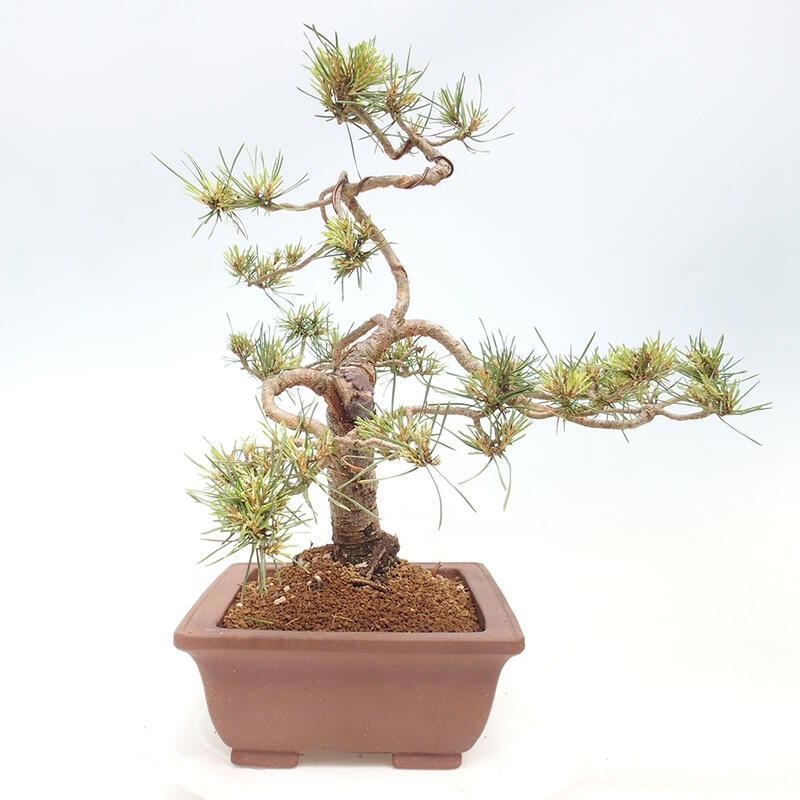 Venkovní bonsai - Pinus Sylvestris Watererri - Borovice lesní