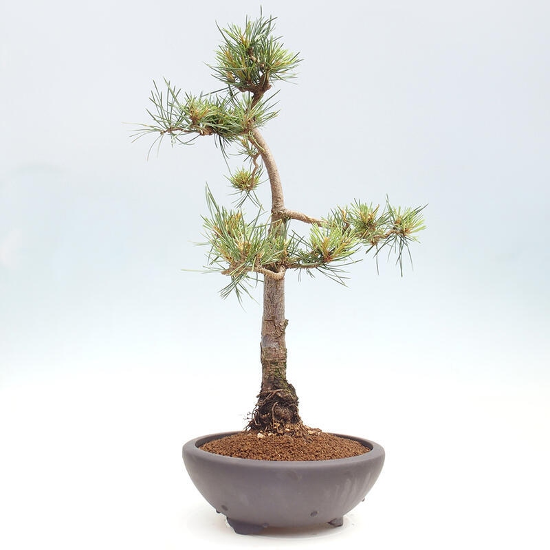 Venkovní bonsai - Pinus Sylvestris Watererri - Borovice lesní