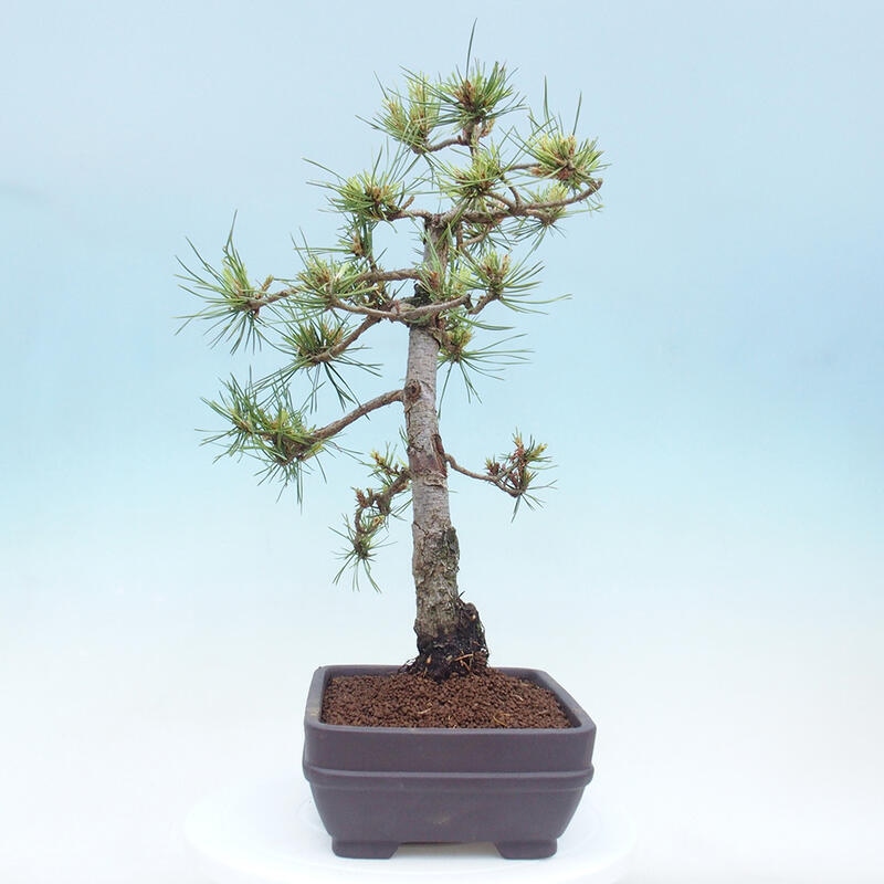 Venkovní bonsai - Pinus Sylvestris Watererri - Borovice lesní