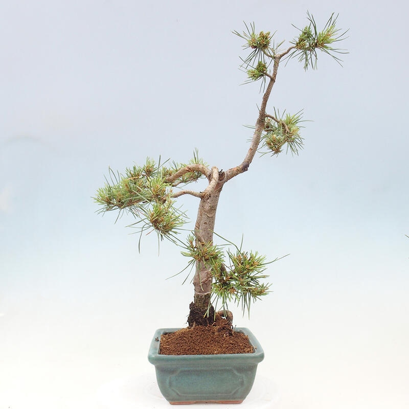 Venkovní bonsai - Pinus Sylvestris Watererri - Borovice lesní