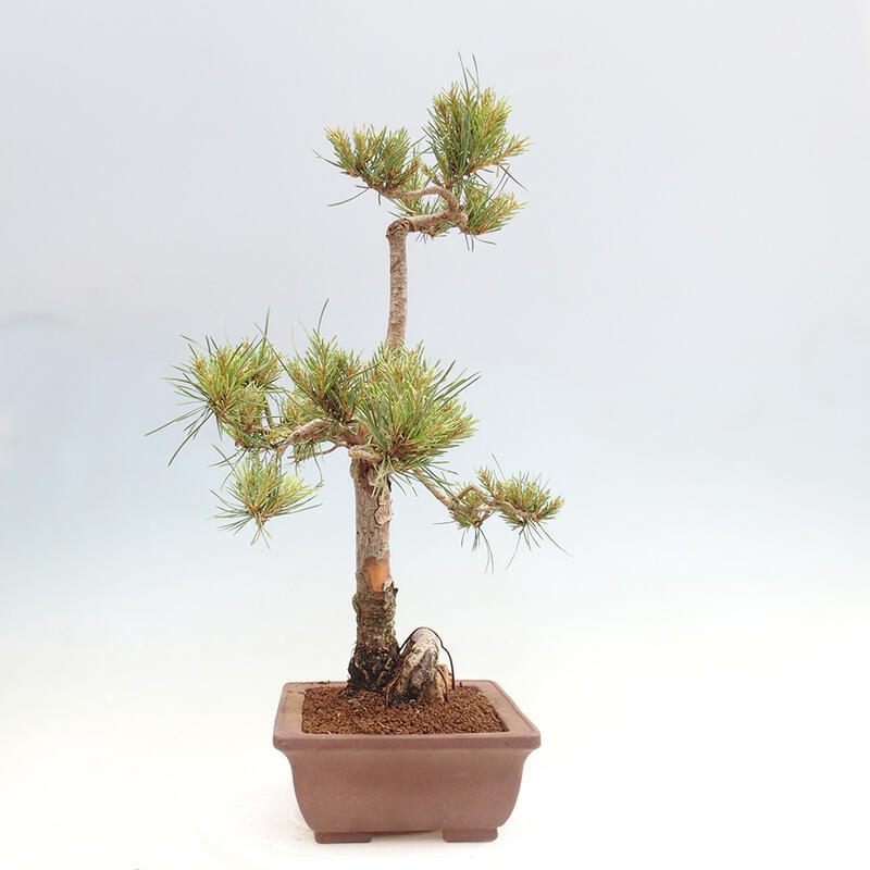 Venkovní bonsai - Pinus Sylvestris Watererri - Borovice lesní