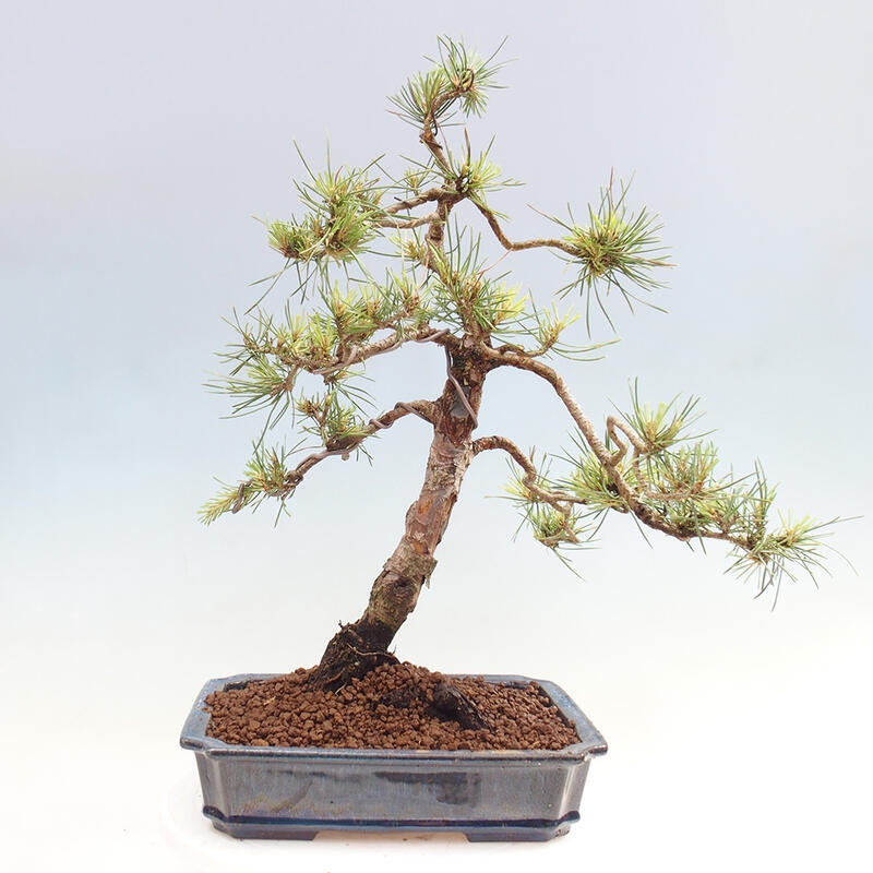 Venkovní bonsai - Pinus Sylvestris Watererri - Borovice lesní