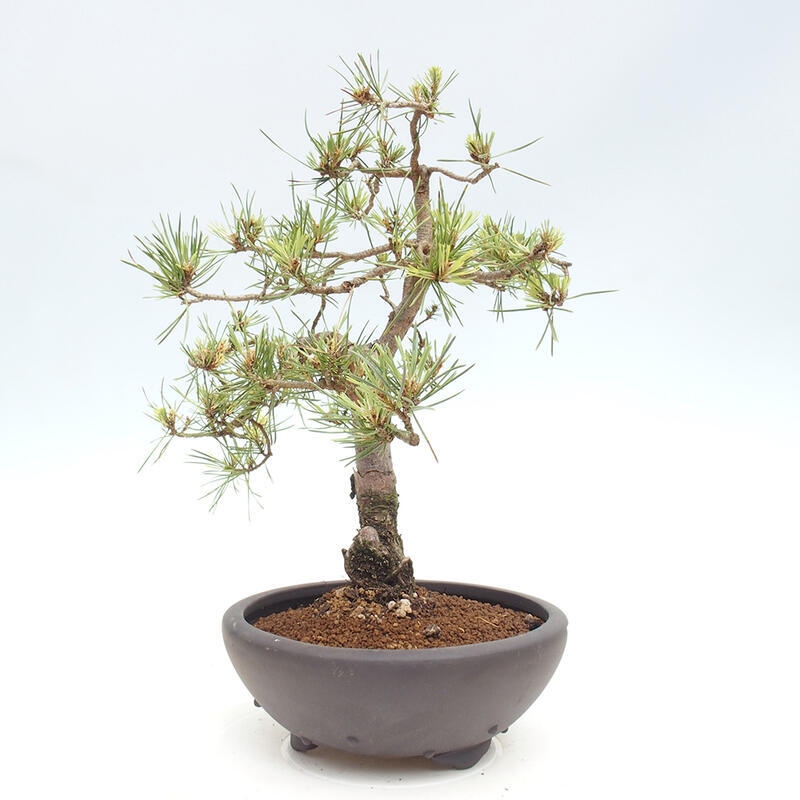 Venkovní bonsai - Pinus Sylvestris Watererri - Borovice lesní