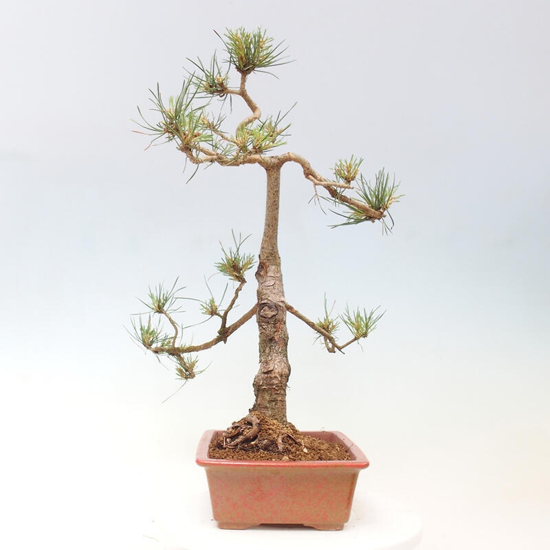 Venkovní bonsai - Pinus Sylvestris Watererri - Borovice lesní