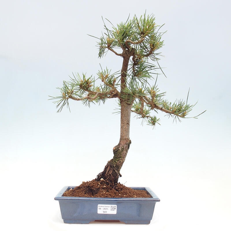 Venkovní bonsai - Pinus Sylvestris Watererri - Borovice lesní