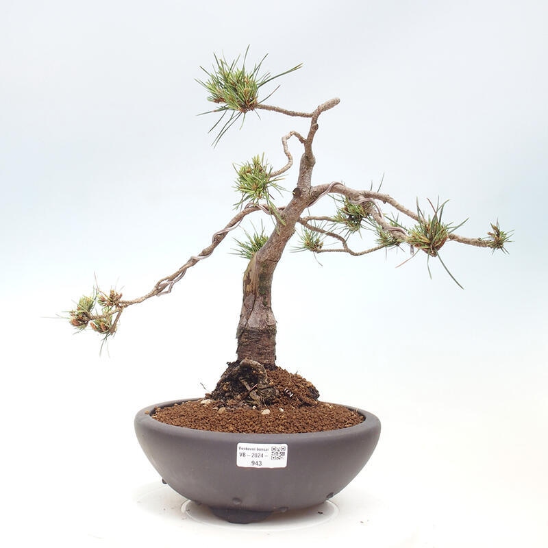 Venkovní bonsai - Pinus Sylvestris Watererri - Borovice lesní