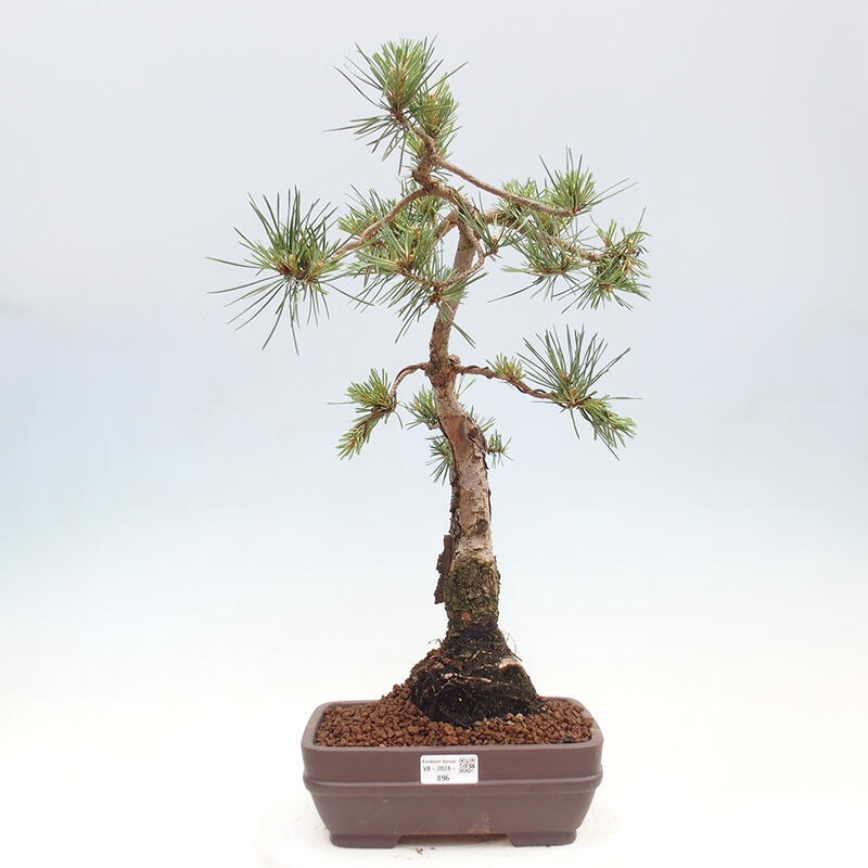 Venkovní bonsai - Pinus Sylvestris Watererri - Borovice lesní