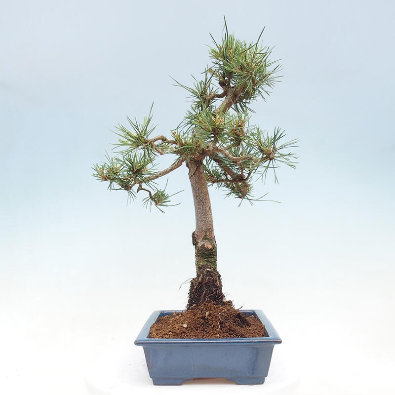 Venkovní bonsai - Pinus Sylvestris Watererri - Borovice lesní