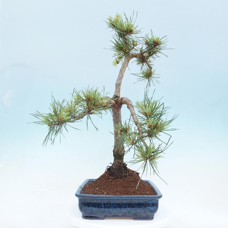 Venkovní bonsai - Pinus Sylvestris Watererri - Borovice lesní