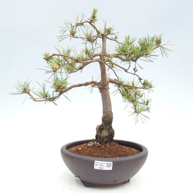 Venkovní bonsai - Pinus Sylvestris Watererri - Borovice lesní