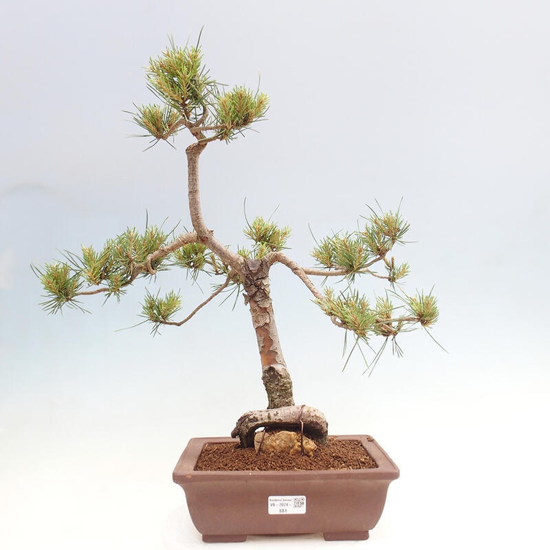 Venkovní bonsai - Pinus Sylvestris Watererri - Borovice lesní