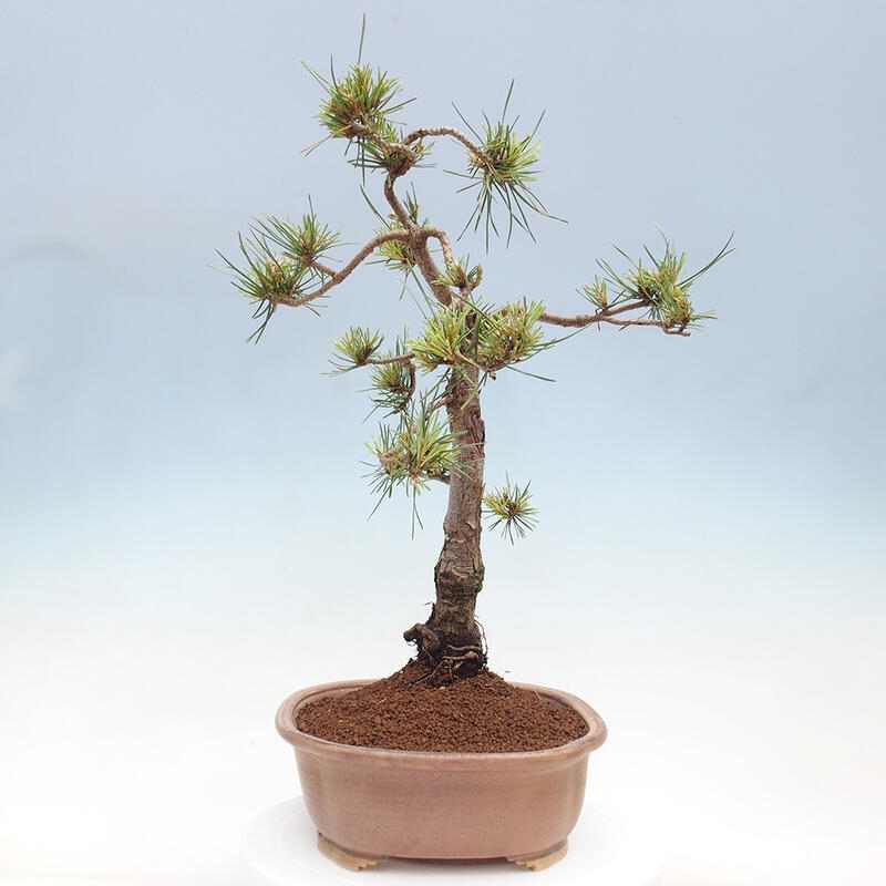 Venkovní bonsai - Pinus Sylvestris Watererri - Borovice lesní