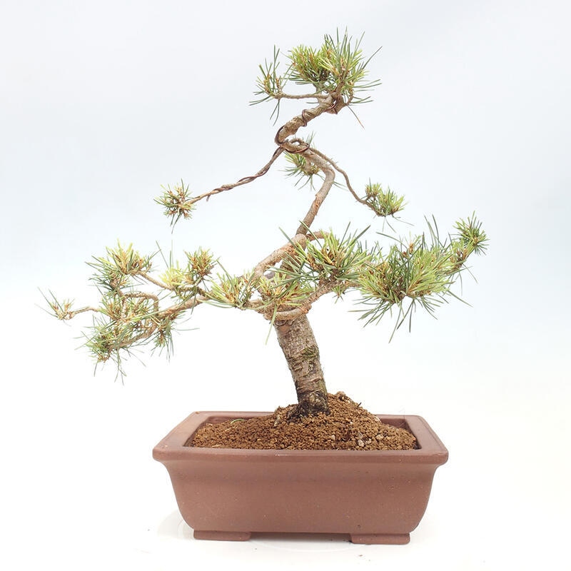 Venkovní bonsai - Pinus Sylvestris Watererri - Borovice lesní