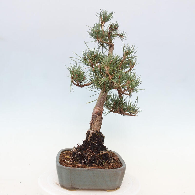 Venkovní bonsai - Pinus Sylvestris Watererri - Borovice lesní