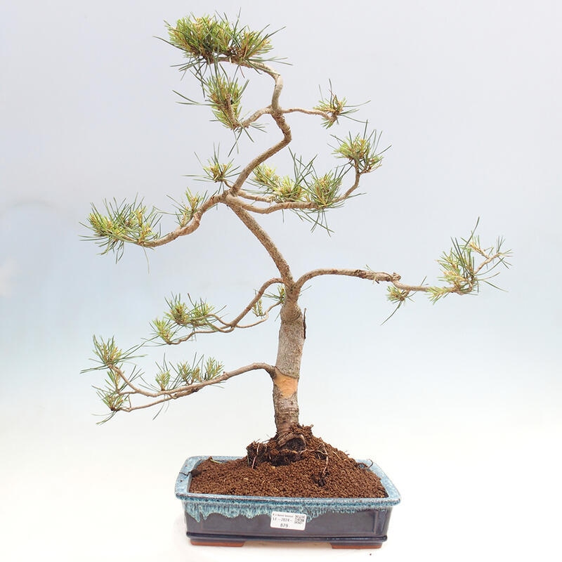 Venkovní bonsai - Pinus Sylvestris Watererri - Borovice lesní