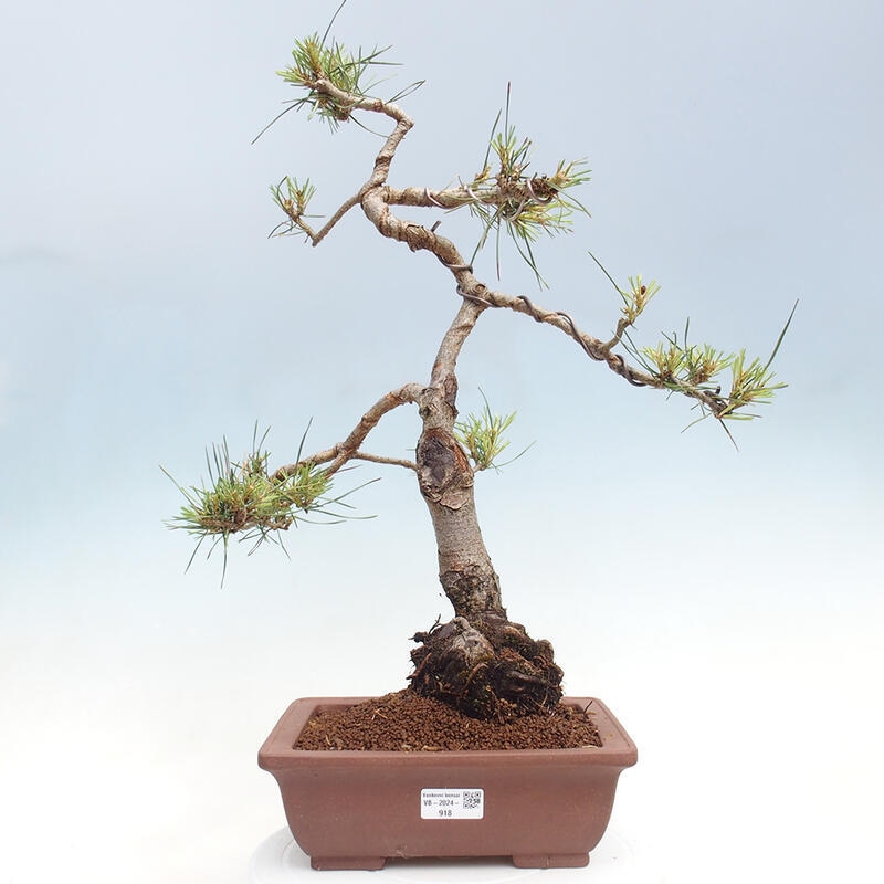 Venkovní bonsai - Pinus Sylvestris Watererri - Borovice lesní