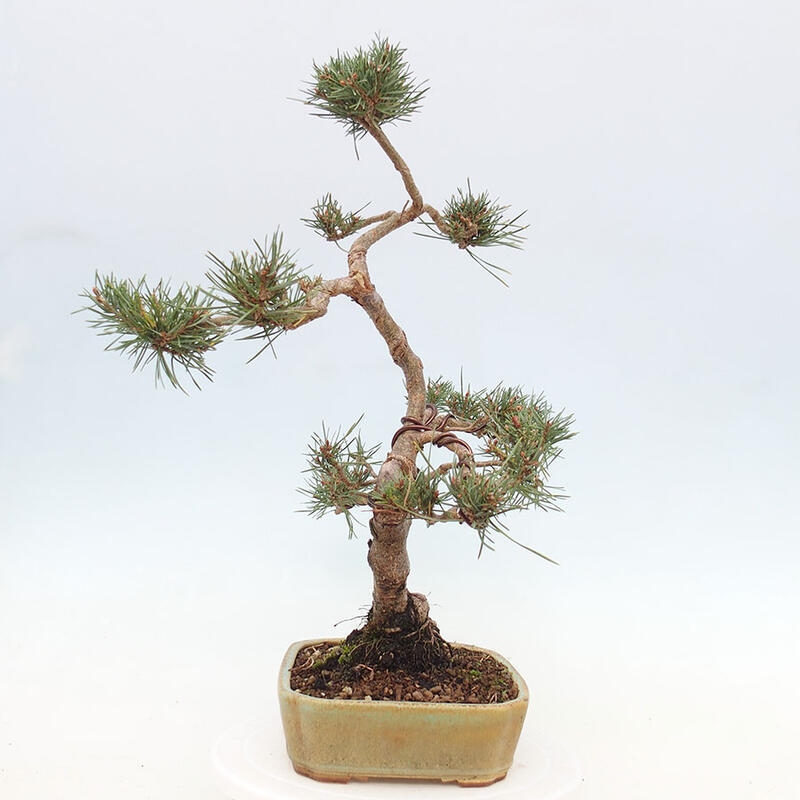 Venkovní bonsai - Pinus Sylvestris Watererri - Borovice lesní