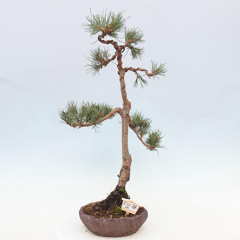 Venkovní bonsai - Pinus Sylvestris Watererri - Borovice lesní