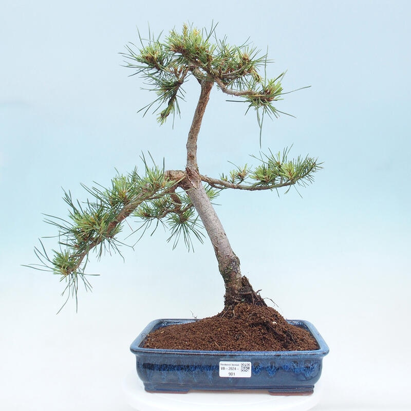 Venkovní bonsai - Pinus Sylvestris Watererri - Borovice lesní