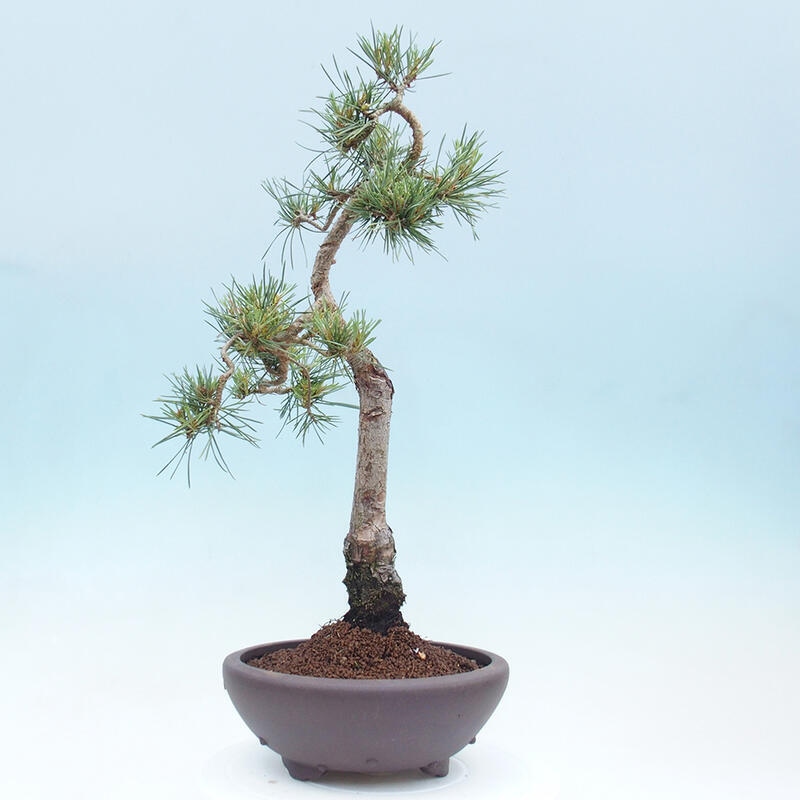 Venkovní bonsai - Pinus Sylvestris Watererri - Borovice lesní