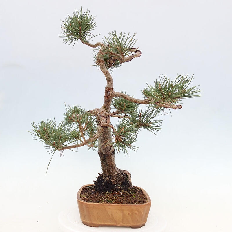 Venkovní bonsai - Pinus Sylvestris Watererri - Borovice lesní