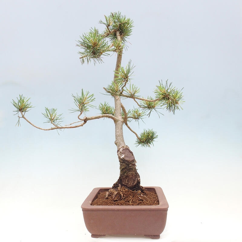 Venkovní bonsai - Pinus Sylvestris Watererri - Borovice lesní