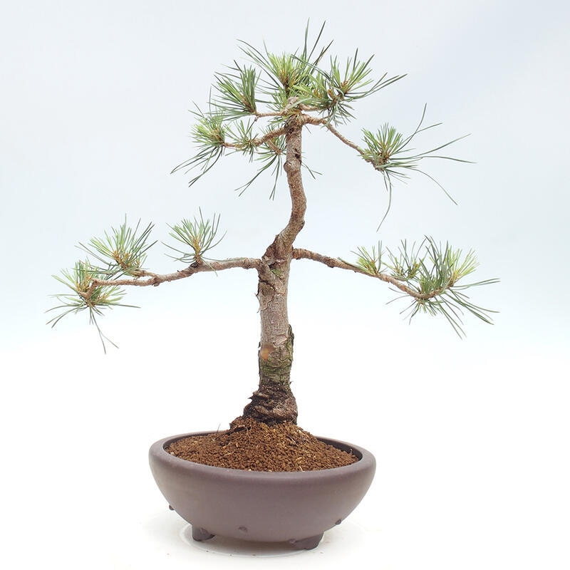 Venkovní bonsai - Pinus Sylvestris Watererri - Borovice lesní