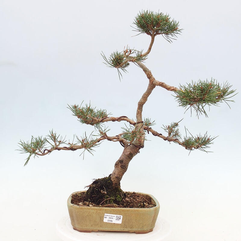 Venkovní bonsai - Pinus Sylvestris Watererri - Borovice lesní