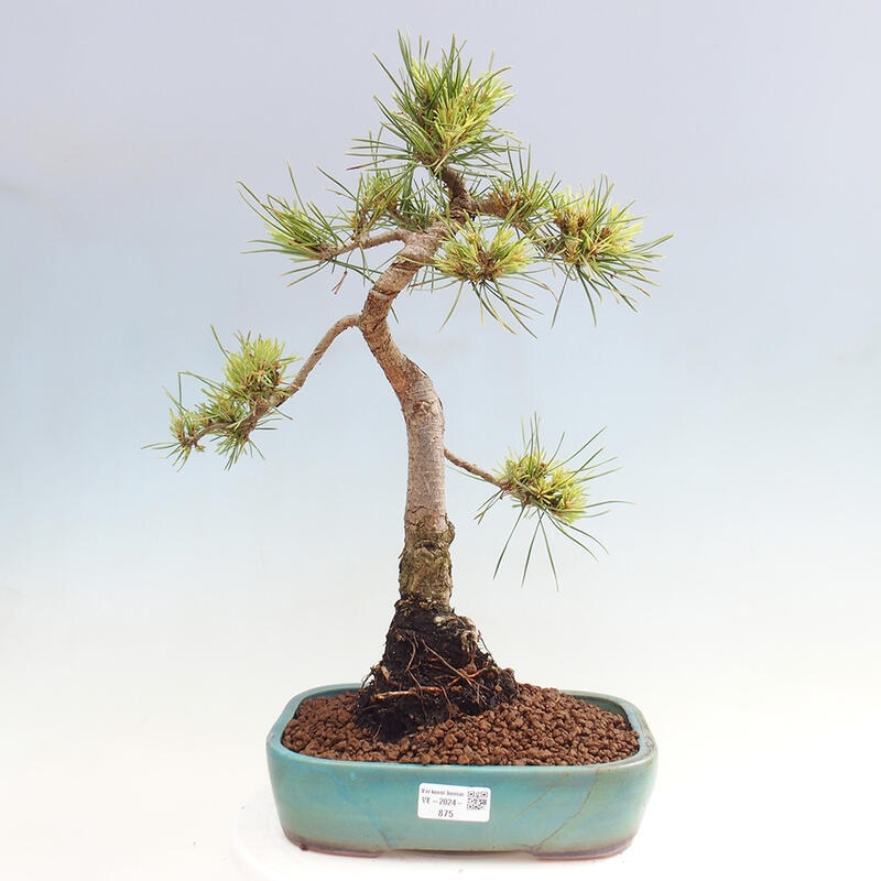 Venkovní bonsai - Pinus Sylvestris Watererri - Borovice lesní