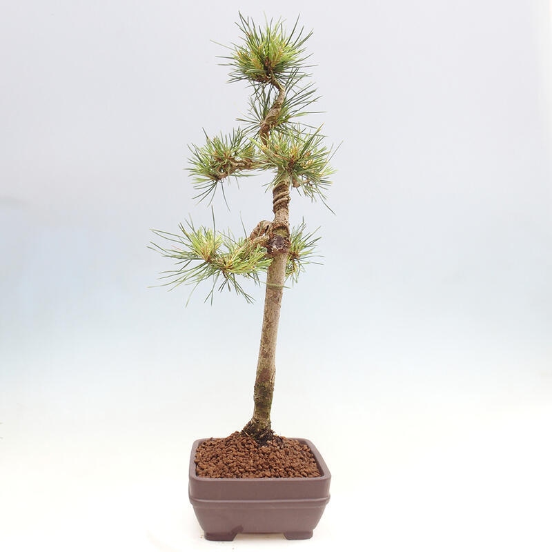 Venkovní bonsai - Pinus Sylvestris Watererri - Borovice lesní