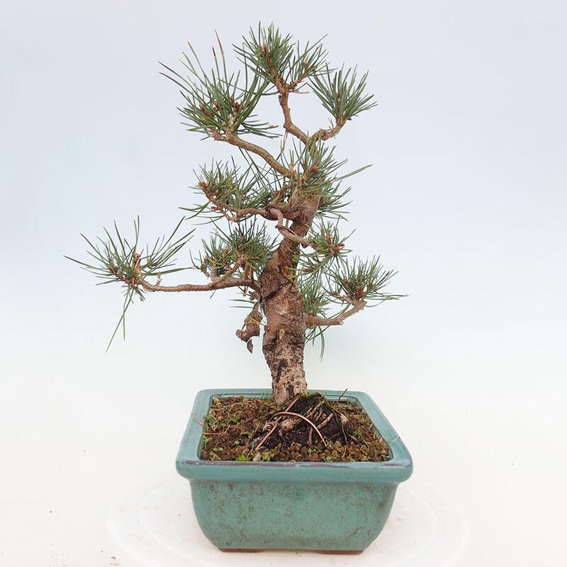 Venkovní bonsai - Pinus Sylvestris Watererri - Borovice lesní