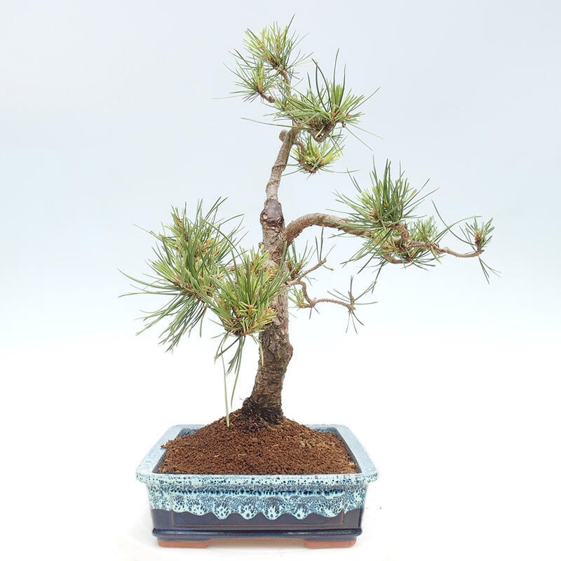 Venkovní bonsai - Pinus Sylvestris Watererri - Borovice lesní